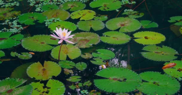Rosafarbene Lotus Seerosenblüte Und Grüne Blätter Teich Auf Bali Indonesien — Stockvideo