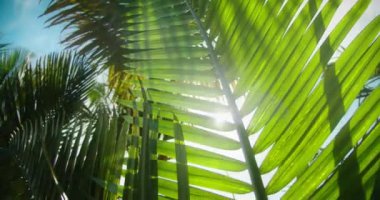 Palmiye ağaçlarının altında Asya 'daki yeşil yaprakların arasında parıldayan güzel güneş ışınlarıyla yavaş çekim hareketi, Bali. Ekosistem ve çevre kavramı.