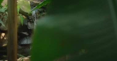 Ormanın çalılıklarında yeşil yemyeşil tropikal dallarla çevrili yenilenen şelale akıntısı. Palmiye ağaçları. Ağır çekimde yakın çekim.