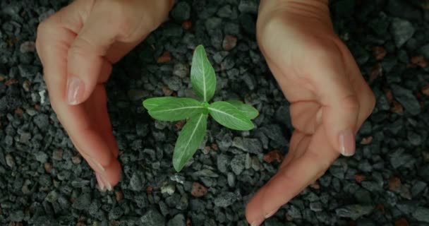 День Земли Человеческие Руки Бережно Хранят Растение Посаженное Бесплодной Почве — стоковое видео