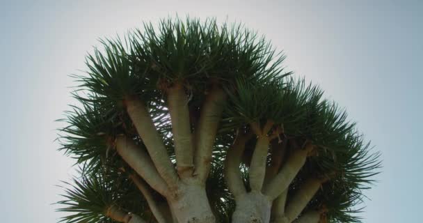 龙血树森林德拉卡纳德拉科在蓝天的映衬下 也门索科特拉的外来特有植物 — 图库视频影像