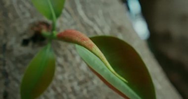 İlkbaharda filizlenen ağaç gövdesinde yeni yeşil filizlenen yapraklar. Yavaş çekimde sinematik bir görüntü. Dünya günü konsepti. Dünya Çevre Eğitim Günü.