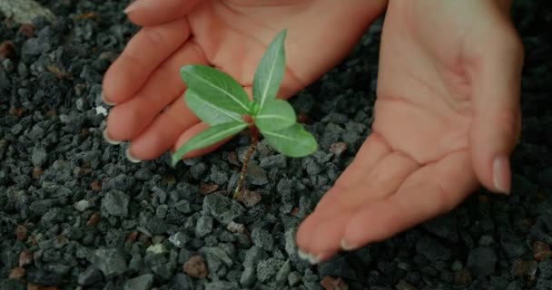 Koncept Dne Země Lidské Ruce Pečlivě Chrání Rostliny Zasazené Neúrodné — Stock video