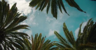 Mavi bulutlu gökyüzüne karşı rüzgarda sallanan palmiye ağaçlarının yörüngesinde dönüyordu. Mercek aydınlatma etkisi.