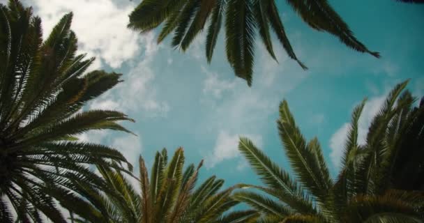 Mavi Bulutlu Gökyüzüne Karşı Rüzgarda Sallanan Palmiye Ağaçlarının Yörüngesinde Dönüyordu — Stok video