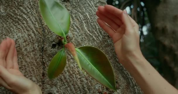 Närbild Händer Skyddar Ficus Träd Grodd Kvinnliga Palmer Omfamnar Stammen — Stockvideo