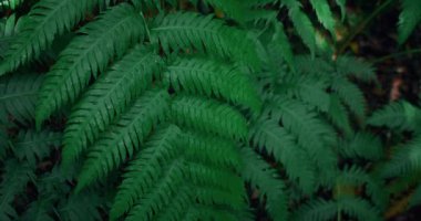 Dişi el, karanlık ormanda yeşil eğrelti otu dalına dokunur. Kadın parmaklarının yavaş çekimde yakın plan çekimi, bitkiyi okşama, aşırı büyümüş yeşillik. Doğayı hisset. Dünya Günü konsepti.