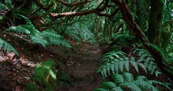 Μυστικιστικό Δάσος Δάφνης Πεζοπορικό Μονοπάτι Νεφελώδη Ομίχλη Στο Νησί Τενερίφη — Αρχείο Βίντεο