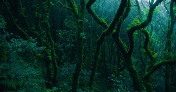 Misteriosa Exuberante Selva Verde Antigua Troncos Gigantes Laurel Viejos Cubiertos — Vídeos de Stock