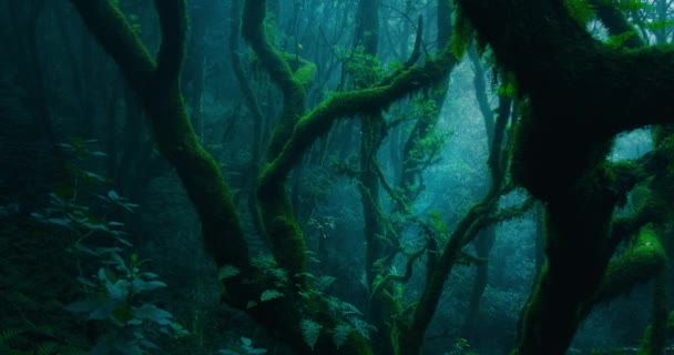 神秘的月桂树林 在多云的薄雾天气里有远足的小径在特内里费岛 黑暗的林地Anaga农村公园 把大自然的背景交织在一起 茂密的老树林Tenerife加那利群岛景观 — 图库视频影像