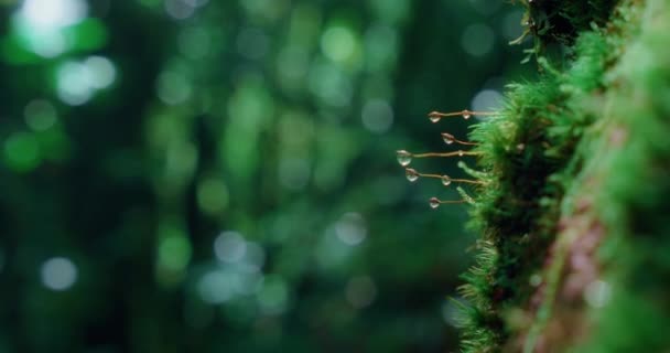 Wassertropfen Auf Dickem Grünen Moos Einem Lorbeerwald Sonnenstrahlen Glitzern Tröpfchen — Stockvideo