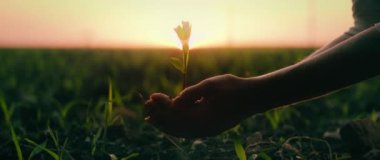 Dişi eller gün batımında kara toprağa filizlenir. Tarım geçmişi. Çiftçi tarlaya ekin ekiyor. Yeni yaşam ilkbahar konsepti.