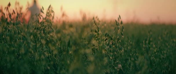 Ladang Oat Hijau Saat Matahari Terbenam Pemandangan Musim Panas Yang — Stok Video