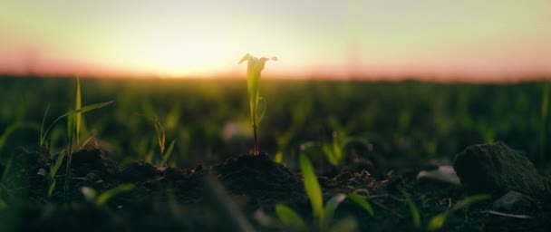 Fiatal Tavaszi Mezőgazdasági Táj Kukorica Csírák Területen Arany Naplemente Fény — Stock videók