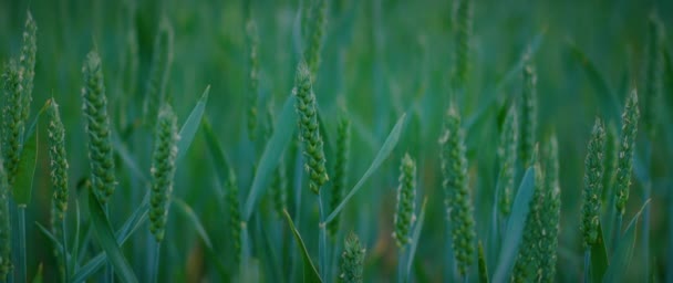 Onrijpe Groene Tarweoren Landbouwgebied Rijk Oogstconcept Prachtig Natuurlijk Landschap Landelijk — Stockvideo