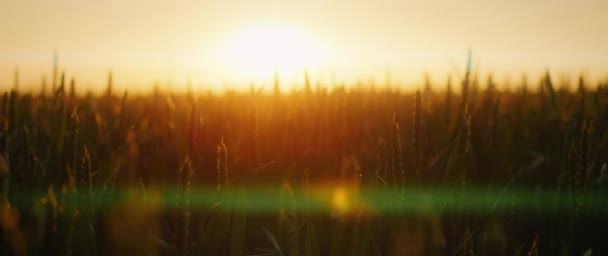 Зеленое Пшеничное Поле Восходе Солнца Солнечным Светом Светящимся Сквозь Стебли — стоковое видео