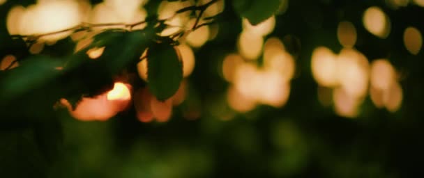 Luz Cálida Del Atardecer Mágico Bosque Oscuro Sol Rompe Través — Vídeos de Stock