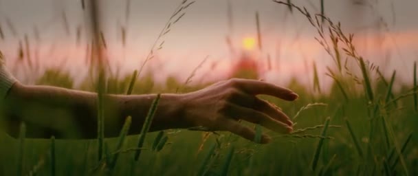 夏天的森林里 女人在草坪上爱抚着多汁的绿草 特写女性手笔绿树成荫 — 图库视频影像