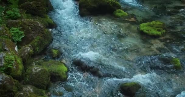Torrente Montagna Con Acque Cristalline Scorre Nella Foresta Conifere Pinete — Video Stock