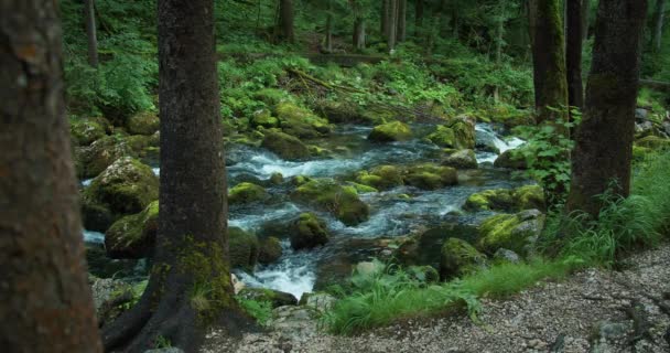 Fast Flowing Mountain Stream Pine Forest Green Vegetation Water Floss — Stock Video