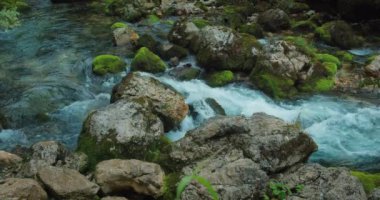 Kristal berrak suyu olan dağ deresi kozalaklı ormanlarda akar. Avusturya 'da çam ağaçları ve Gollinger nehri. Bahar nehri.