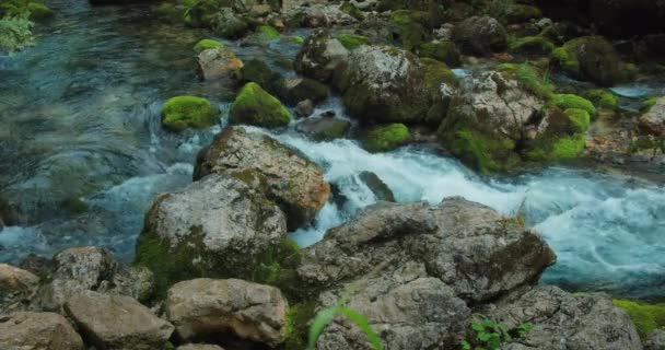 Arroyo Montañoso Con Aguas Cristalinas Fluye Bosque Coníferas Pinos Río — Vídeos de Stock
