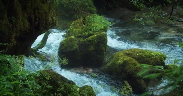 Ορεινό Ρέμα Κρυστάλλινα Νερά Ρέει Κωνοφόρα Δάση Πεύκα Και Ποτάμι — Αρχείο Βίντεο