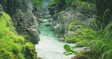 Dağlarda temiz suyu olan nehir kıyısında. Avusturya, Lammerklamm 'daki Orman Doğası.