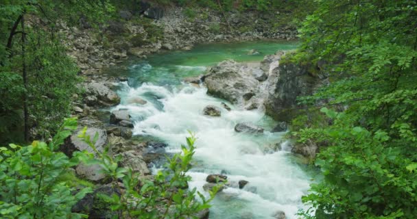 Gebirgsfluss Mit Klarem Süßwasser Fließt Sommerwald Die Schönheit Der Natur — Stockvideo