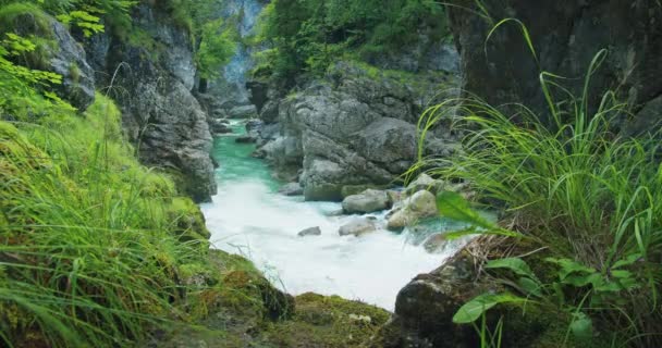山に澄んだ水が流れています ダークゴージラマークラムの森の性質 オーストリア — ストック動画
