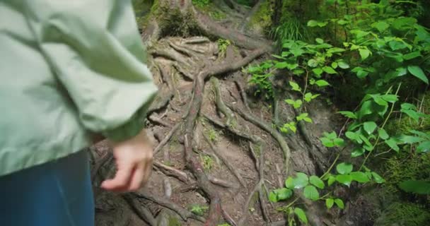 Žena Šplhá Kořenech Stromů Podzimním Lese Samičí Nohy Zblízka Dospělá — Stock video