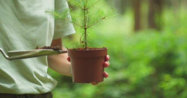 Opiekowanie Się Drzewem Przyszłości Ostrożnie Ręce Trzymają Sadzonki Wzrost Zrównoważony — Wideo stockowe