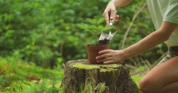 Jemné Ruce Dávají Život Novému Stromu Člověk Podílí Zalesňování Jemně — Stock video