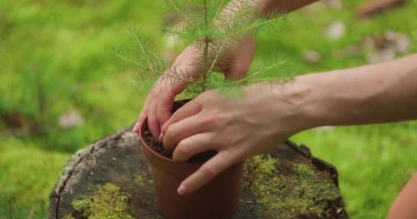 若い木を植える森づくりにおける緑の未来 植物の根のための指の緩い土壌 森林再生と明日の緑化 — ストック動画
