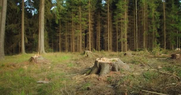 Los Tocones Escombros Ensucian Claro Silencioso Testimonio Reciente Deforestación Bosque — Vídeos de Stock