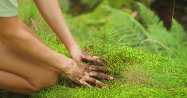 Pessoa Plantando Abeto Jovem Mãos Sujas Coloque Suavemente Jovem Broto — Vídeo de Stock