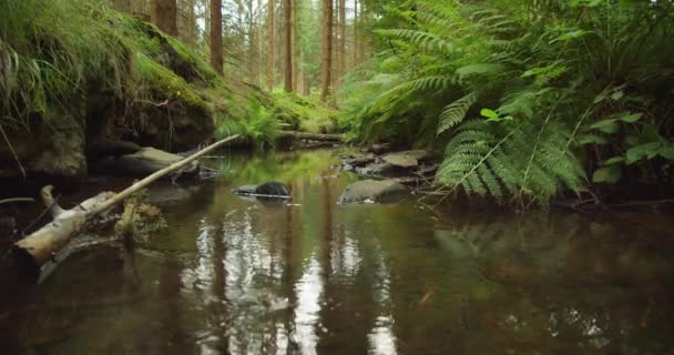 Aguas Tranquilas Rica Vegetación Capturan Esencia Tranquilo Arroyo Forestal Fondo — Vídeos de Stock