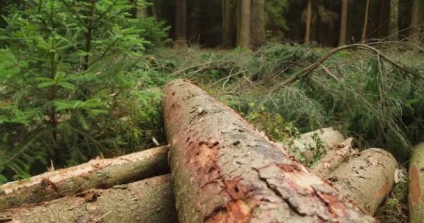 Tagli Tronchi Albero Con Marcature Piano Foresta Tra Alberi Conifere — Video Stock