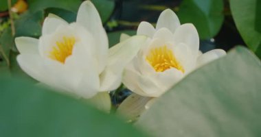 Çiçek açmış iki beyaz nilüfer çiçeğinin yakın çekimi, yeşil yaprakların arka planına karşı narin yapraklarını sergiliyor...