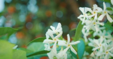 Yeşil bulanık arkaplanı olan beyaz çiçeklerin yakın çekimi, yaz bitkisi...
