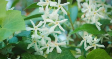 Yaz bahçesi arka planında yeşil yapraklı beyaz yasemin çiçeklerine yakın çekim..