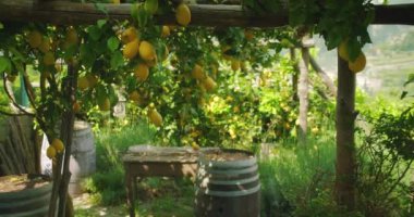 Ağaçlardan sarkan parlak sarı limon kümeleri yemyeşil, gölgeli bir bahçede, ahşap variller ve kırsal mobilyalarla birlikte...