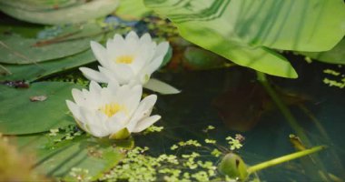 Bir çift beyaz nilüfer, büyük yeşil yapraklarla çevrili bir göletin yüzeyinde yüzer ve güneş ışığını yansıtır...