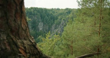 Orman vadisinin manzarası. Kaya oluşumları bir çam ağacının yanındaki görüş açısıyla görülüyor..