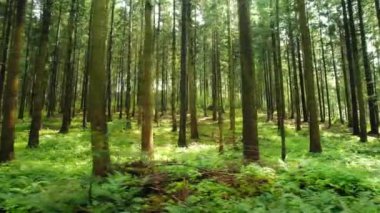 Uzun ince ağaçlar sık bir orman tepe örtüsü oluşturur. Güneş ışınları, orman tabanını aydınlatır. Uluslararası Ormanlar Günü..