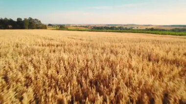 Hasat mevsiminde engin altın yulaf ve mısır tarlaları ufka doğru uzanıyor, açık bir gökyüzünün altında kayan tepeler kırsal yaşamın özünü yakalıyor...