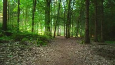 Sakin orman yolu yüksek ağaçlarla çevrili ve gölgelikten süzülen yumuşak güneş ışınlarıyla aydınlatılıyor..