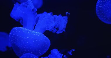Aydınlatılmış mavi denizanası dokunaçları karanlık okyanus ortamında mor ışıkta parlıyor. Benekli jöle Mastigias papua zarif bir şekilde suyun altında yüzer...