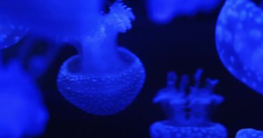 Rhizostomeae denizanasına yakın çekim. Çanın üzerinde belirgin desenler var. Mavi, koyu renkli suda parlıyorlar. Kopyalama alanı olan arkaplan..