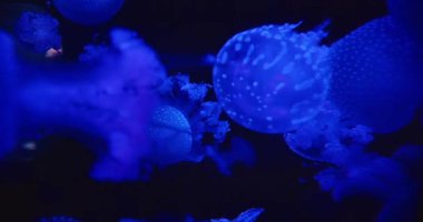 Yavaş çekimde karanlık sularda yüzen büyüleyici bir mavi denizanası. Phyllorhiza punctata, Avustralya benekli denizanası ya da beyaz benekli denizanası olarak bilinir...